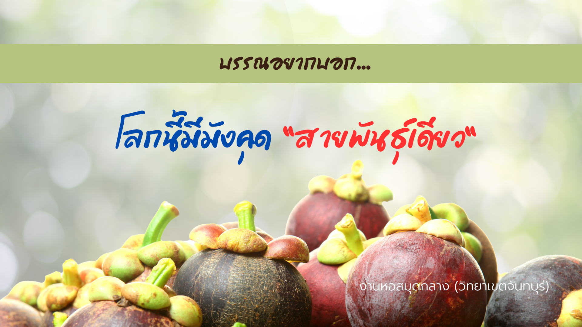 บรรณอยากบอก : โลกนี้มีมังคุด “สายพันธุ์เดียว”